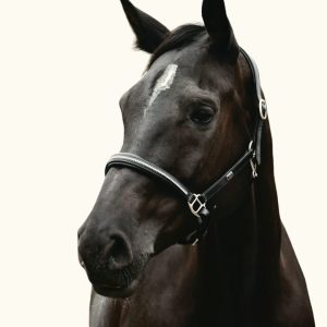 Rhinegold Rocco Italia Milano Leather Headcollar