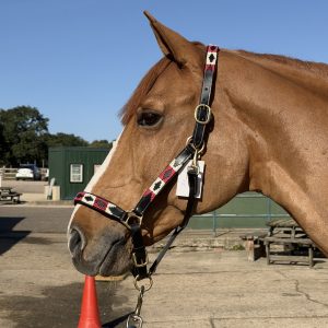 Polo Padded Leather Halters