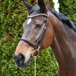 Rhingold Show bridle Clincher Browband