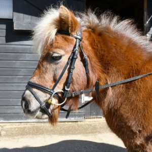 Windsor Small Pony bridle with flash noseband